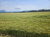 Rossfeld (274)